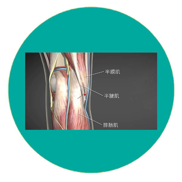 足少阴肾经 Kidney