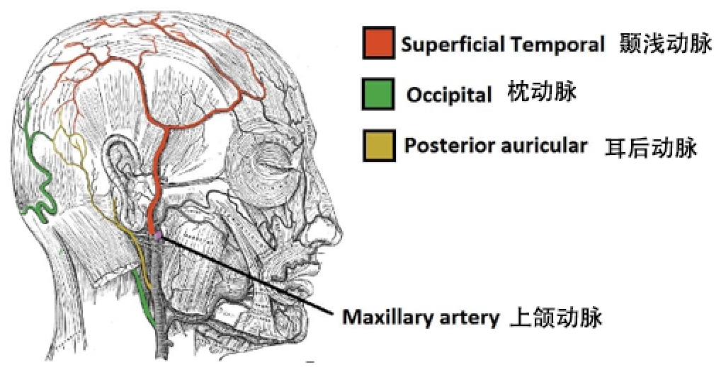 图 1.2 - 面部浅层结构的血液供应。 注意上颌动脉消失进入翼腭窝之前
