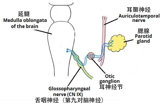 图 1.2 - 副交感神经纤维到腮腺的路径。