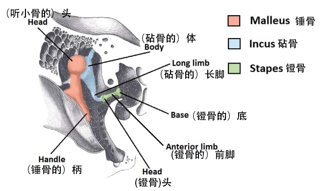 图 1.1 - 中耳的骨骼。