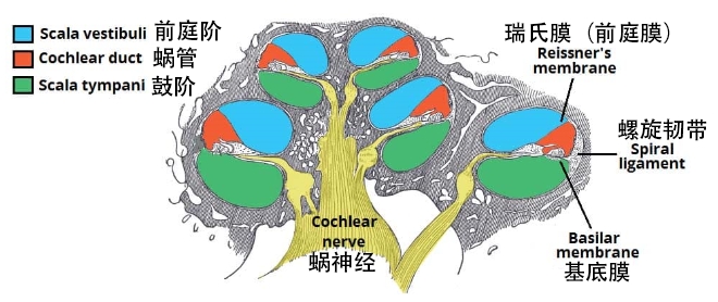 图 1.2 - 耳蜗的结构和耳蜗管的边界。