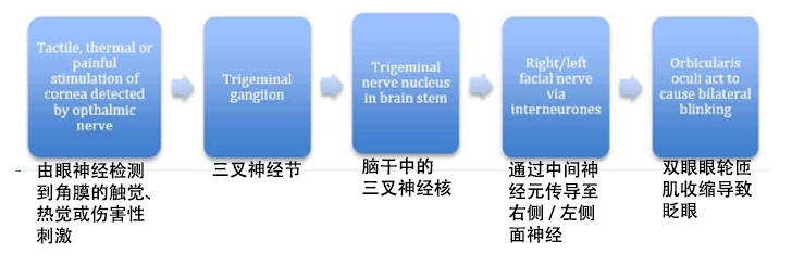 图 1.3 - 角膜反射通路。