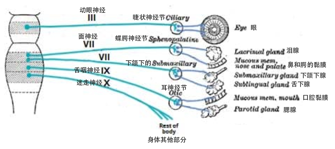 图 1.0 - 头部和颈部副交感神经供应概述。