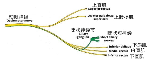 图 1.2 - 动眼神经分支概述。 副交感神经纤维以绿色突出显示。