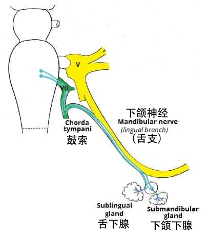图 4 - 颌下神经节。