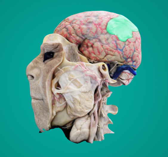 大脑解剖Anatomy of the Brain