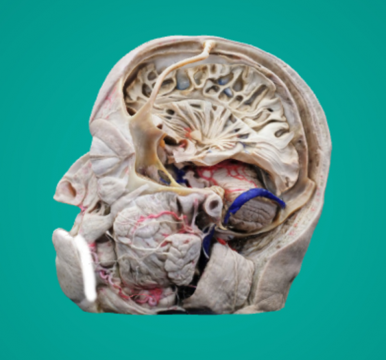 面神经浅层解剖Superficial Facial Nerve