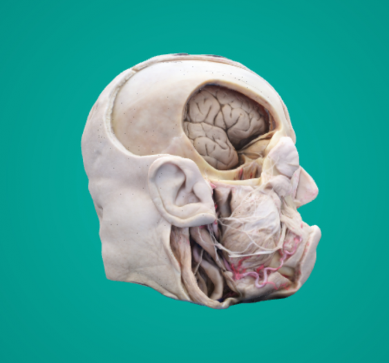 面神经深部解剖学Deep Facial Nerve