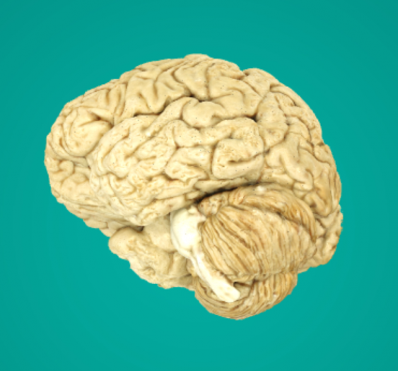 胼胝体与大脑CC And Brain