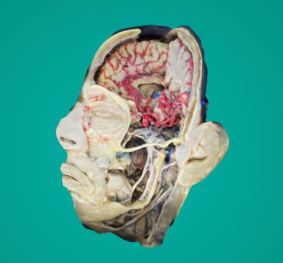 三叉神经Trigeminal Nerve