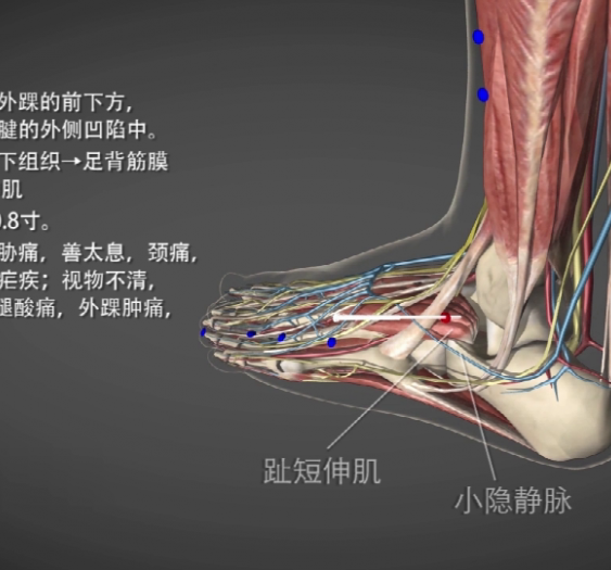 【丘墟】GB40 Qiuxu