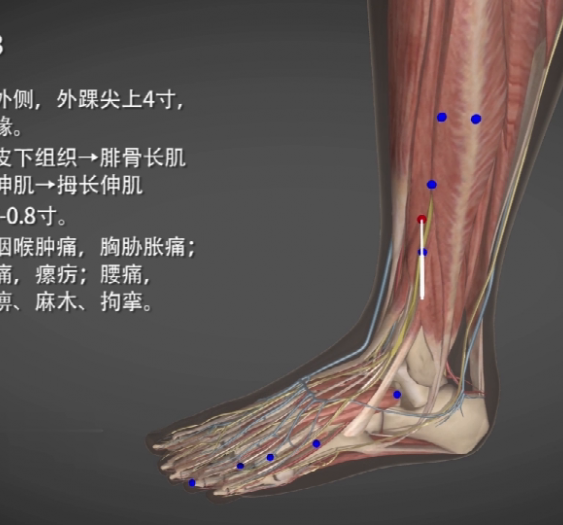 【阳辅】GB38 Yangfu