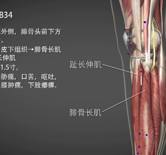【阳陵泉】GB34 Yanglingquan