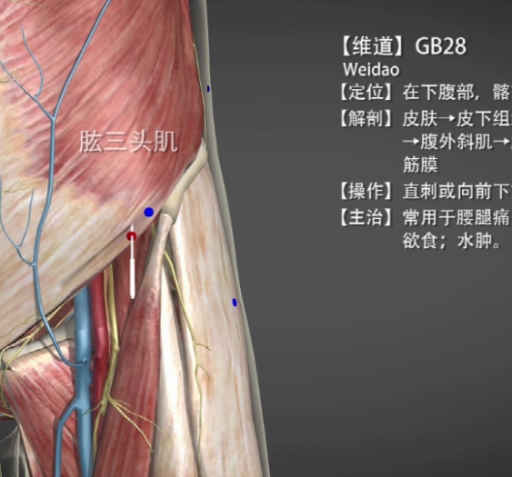 【维道】GB28 Weidao