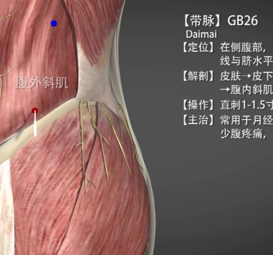 【带脉】GB26 Daimai