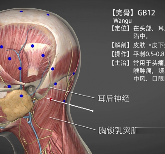 【完骨】GB12 Wangu