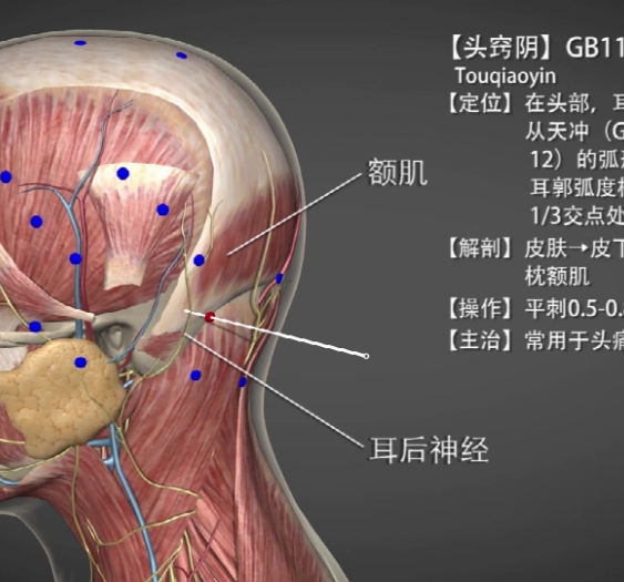 【头窍阴】GB11 Touqiaoyin