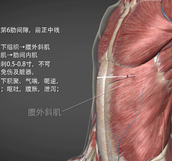 【期门】LR14 Qimen