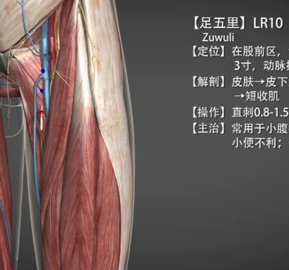 【足五里】LR10 Zuwuli