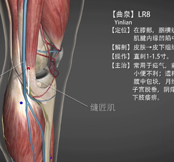 【曲泉】LR8 Yinlian