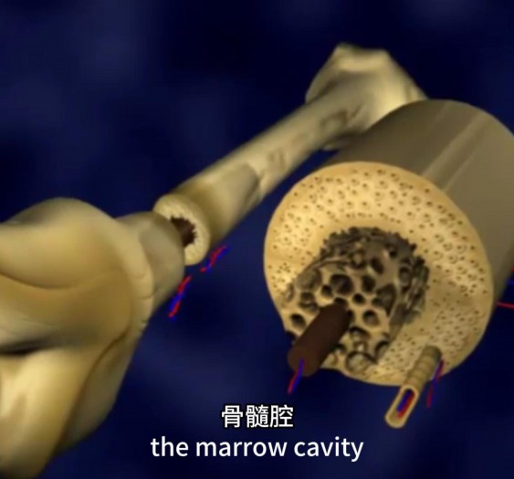 骨结构Structure of bone