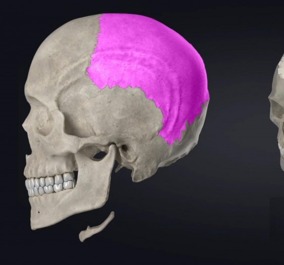 颅的内侧面和底面观