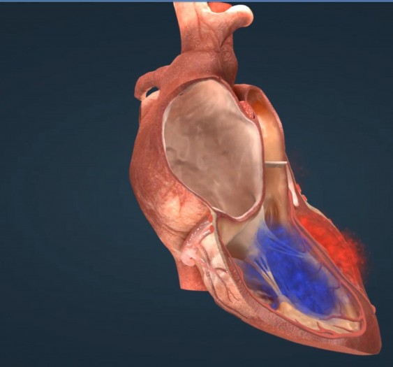 心脏的电传导系统