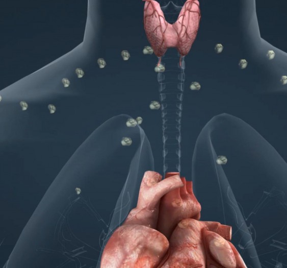 甲状腺Thyroid gland