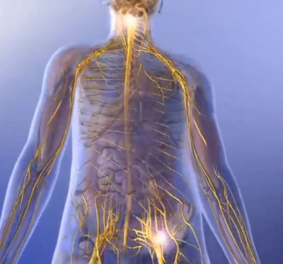 躯干和四肢意识性本体感觉和精细触觉传导通路