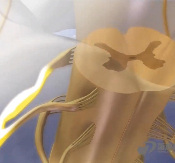 头面部的痛温觉和触压觉传导通路