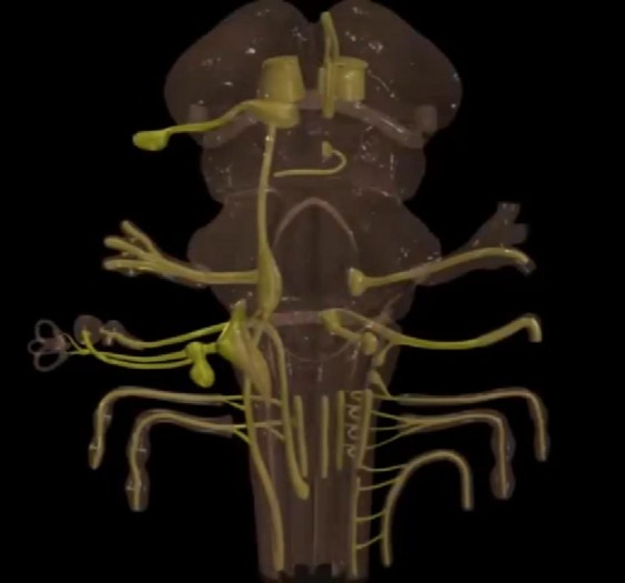 锥体束的皮质核束