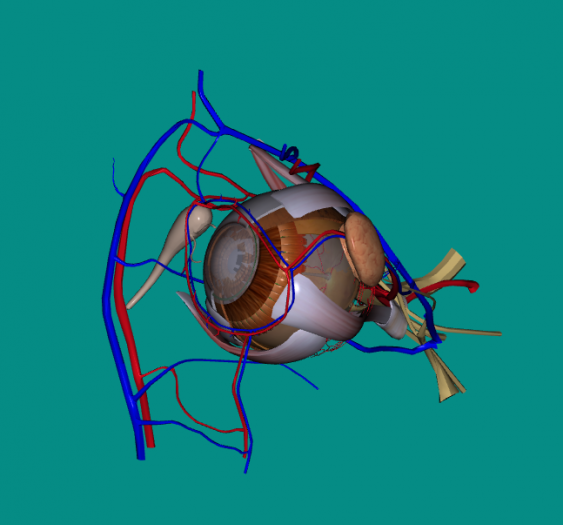 眼3D解剖